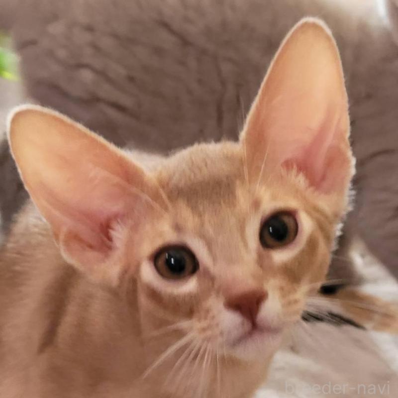 販売中の愛知県のアビシニアン-137292