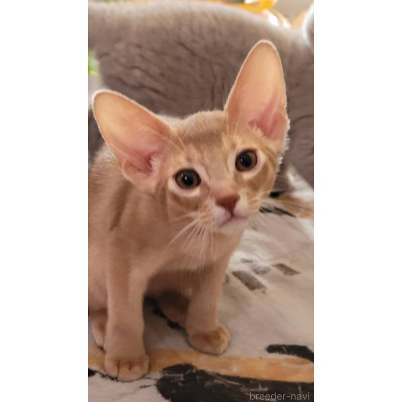 販売中の愛知県のアビシニアン-137292の2枚目