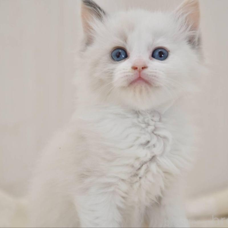 販売中の宮城県のラグドール-137293の3枚目