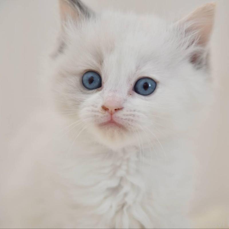 販売中の宮城県のラグドール-137293の2枚目