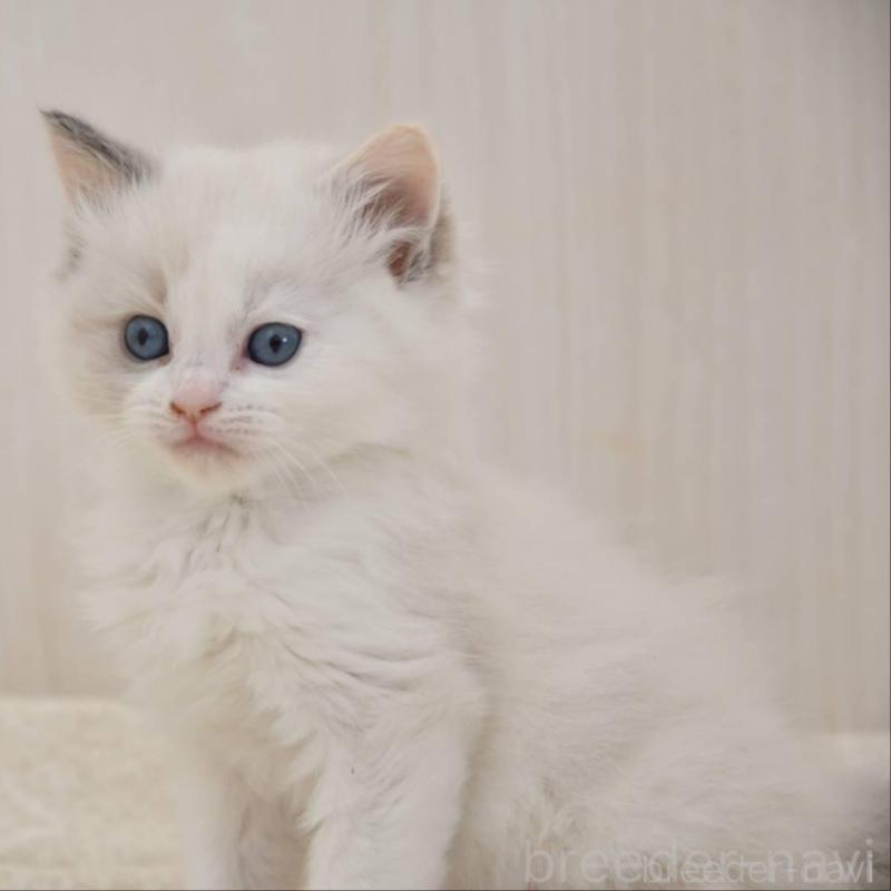 販売中の宮城県のラグドール-137293の1枚目