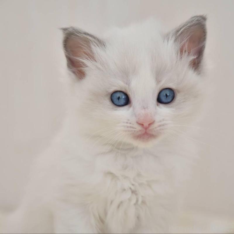 販売中の宮城県のラグドール-137294