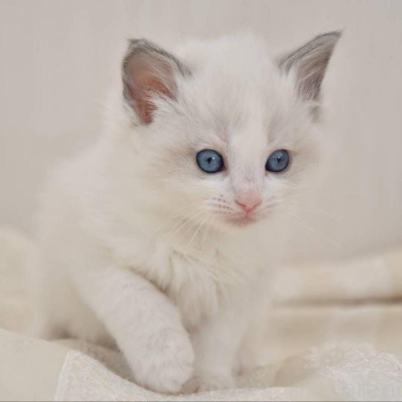 販売中の宮城県のラグドール-137294の3枚目