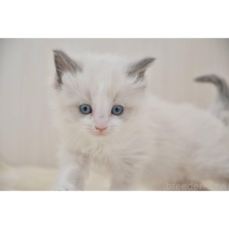 成約済の宮城県のラグドール-137295の3枚目