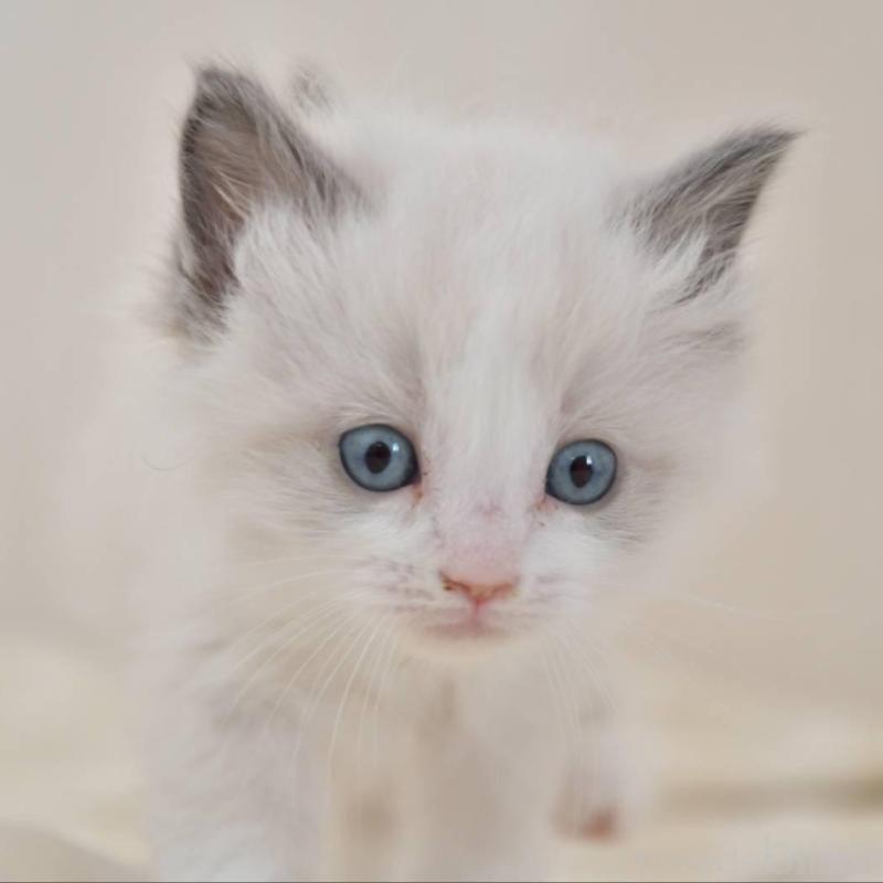 成約済の宮城県のラグドール-137295の2枚目