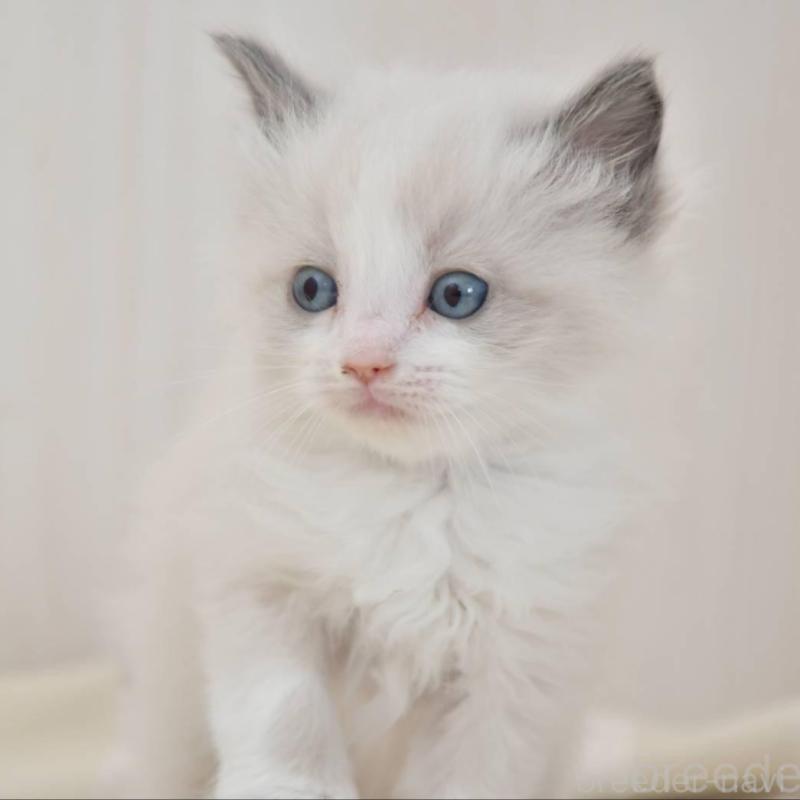 成約済の宮城県のラグドール-137295の1枚目