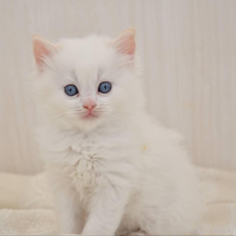 販売中の宮城県のラグドール-137296の1枚目