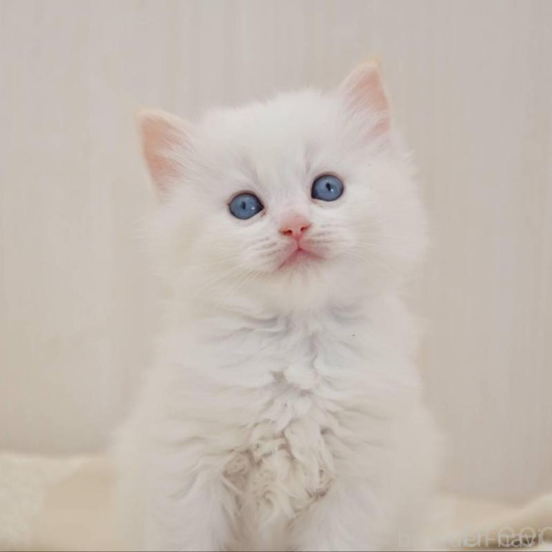 販売中の宮城県のラグドール-137296の3枚目