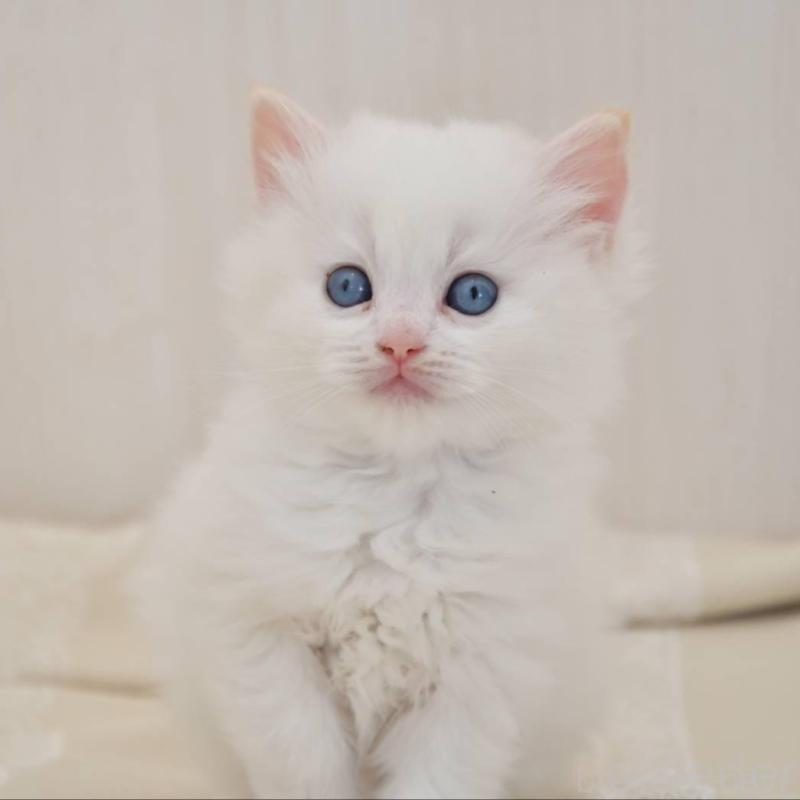 販売中の宮城県のラグドール-137296の2枚目