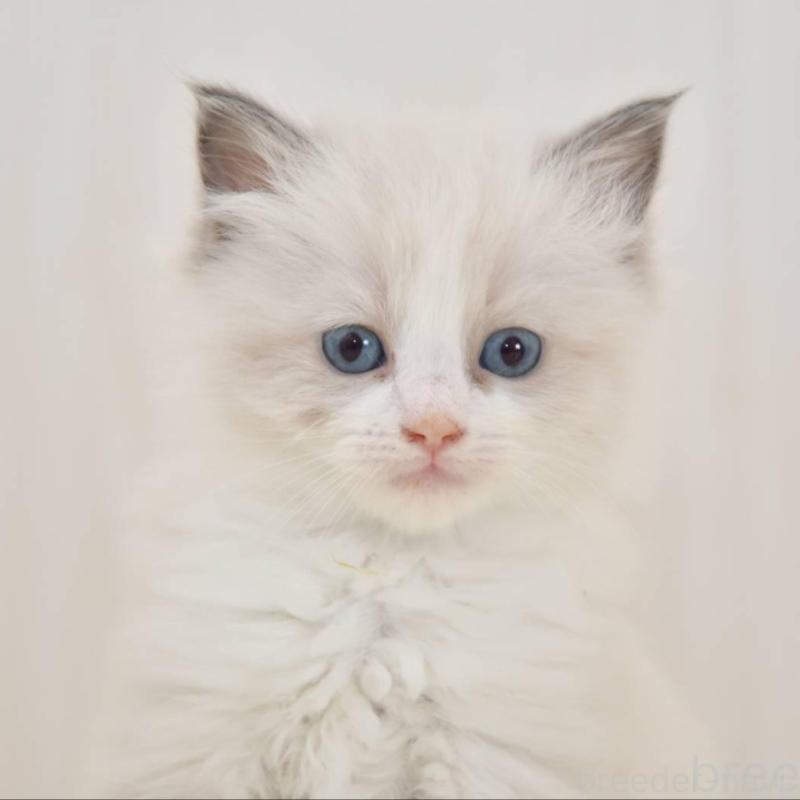 販売中の宮城県のラグドール-137297