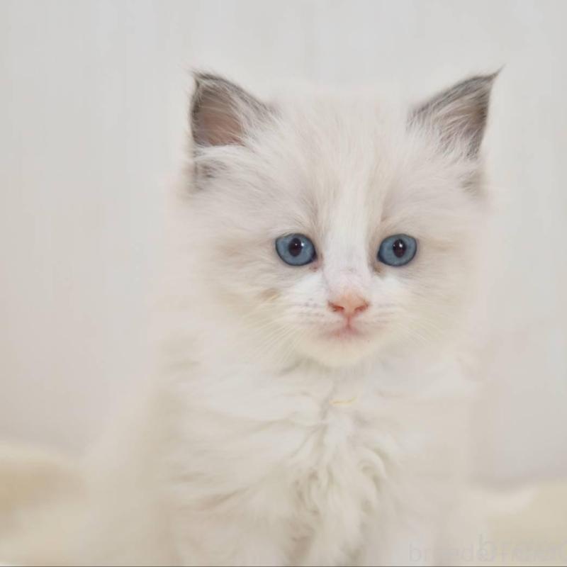 販売中の宮城県のラグドール-137297の2枚目