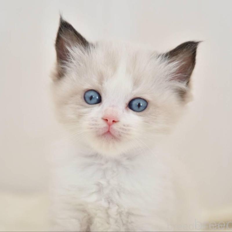 販売中の宮城県のラグドール-137298