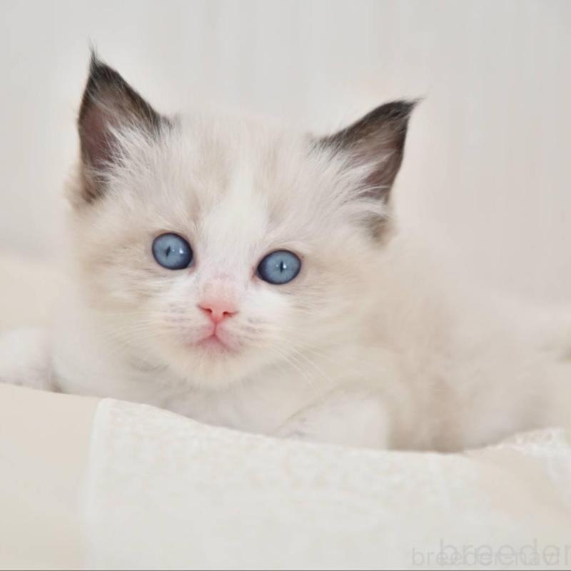 販売中の宮城県のラグドール-137298の3枚目