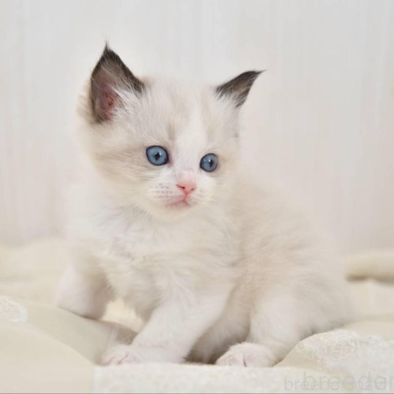 販売中の宮城県のラグドール-137298の2枚目