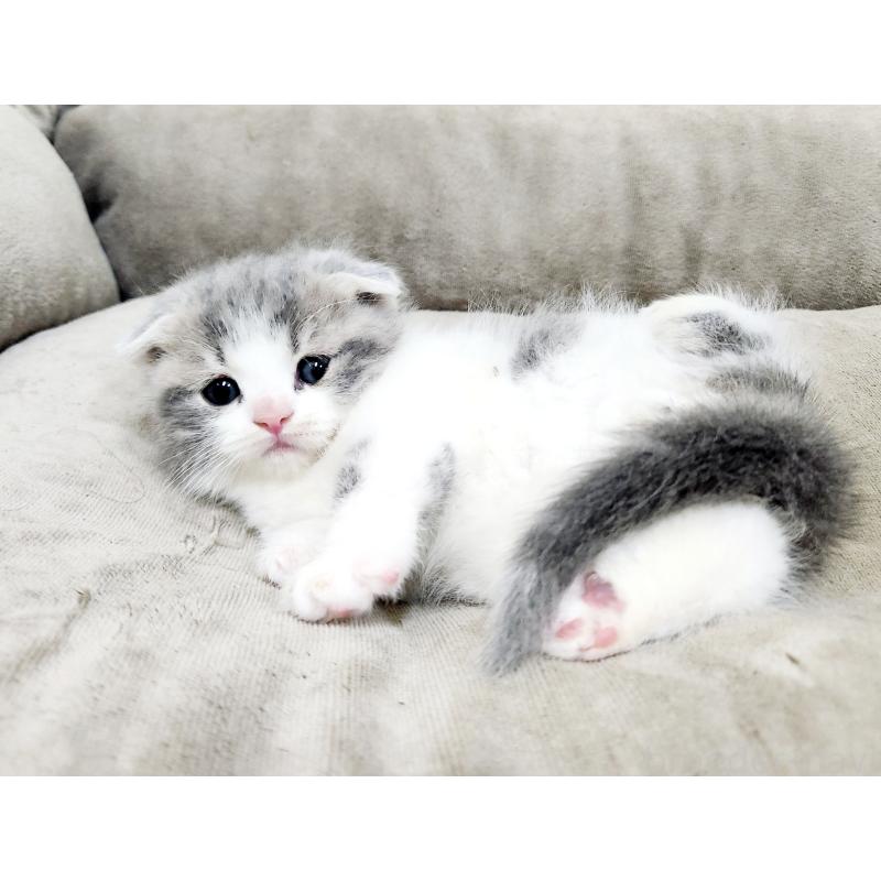 販売中の北海道のマンチカン(短足)-137299の9枚目