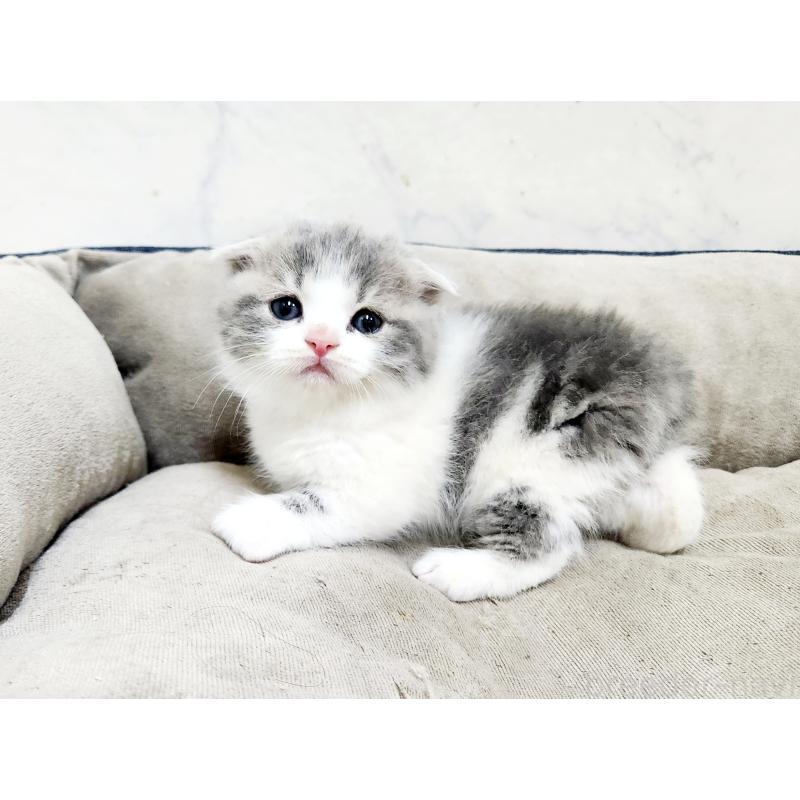 販売中の北海道のマンチカン(短足)-137299の8枚目