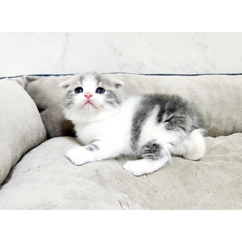 販売中の北海道のマンチカン(短足)-137299の7枚目