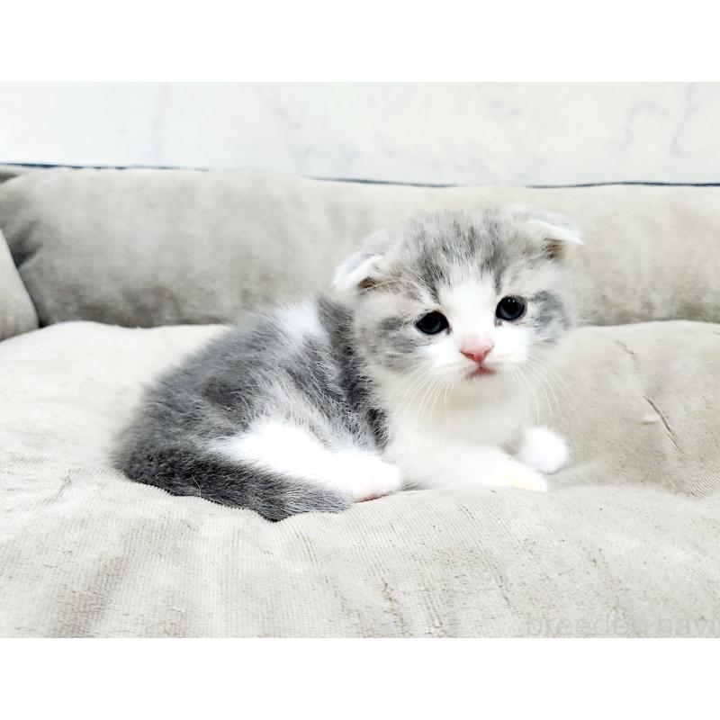 販売中の北海道のマンチカン(短足)-137299の6枚目