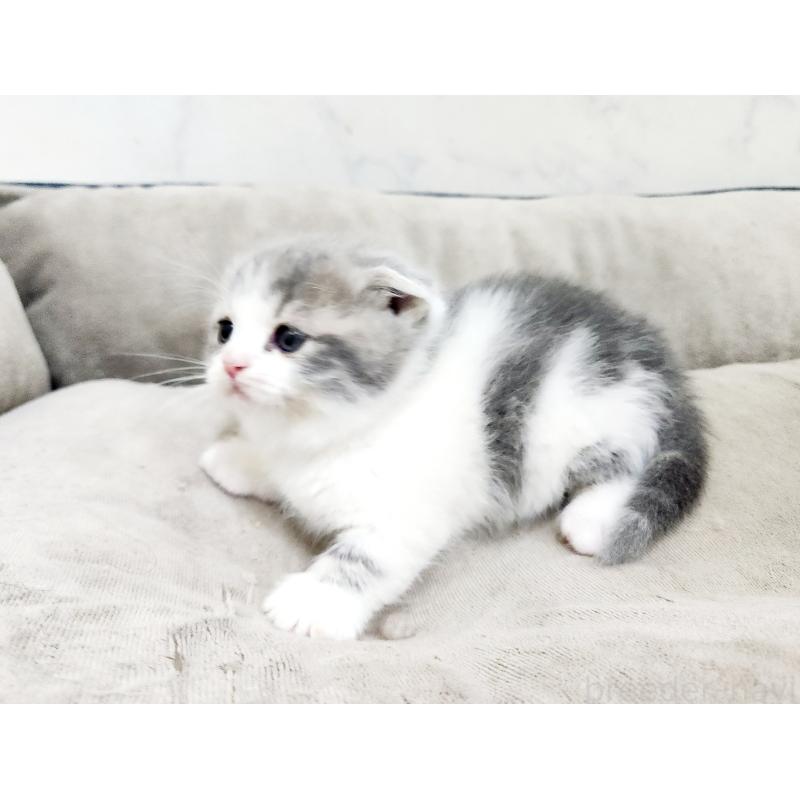 販売中の北海道のマンチカン(短足)-137299の5枚目