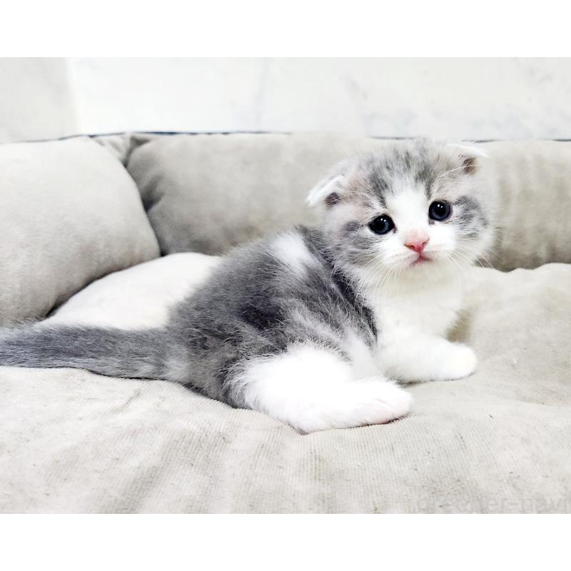 販売中の北海道のマンチカン(短足)-137299の4枚目