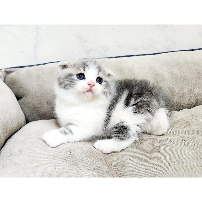 販売中の北海道のマンチカン(短足)-137299の3枚目