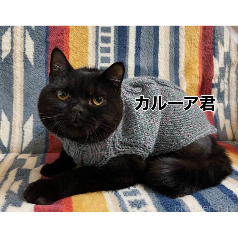 販売中の愛知県のブリティッシュショートヘア-125490