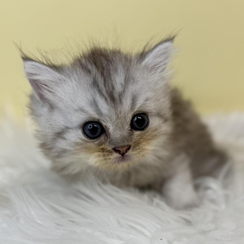 販売中の埼玉県のミヌエット-137209の4枚目