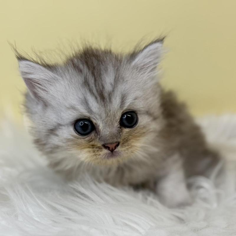 販売中の埼玉県のミヌエット-137209の3枚目