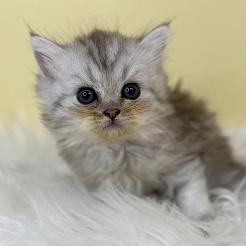 販売中の埼玉県のミヌエット-137209の1枚目