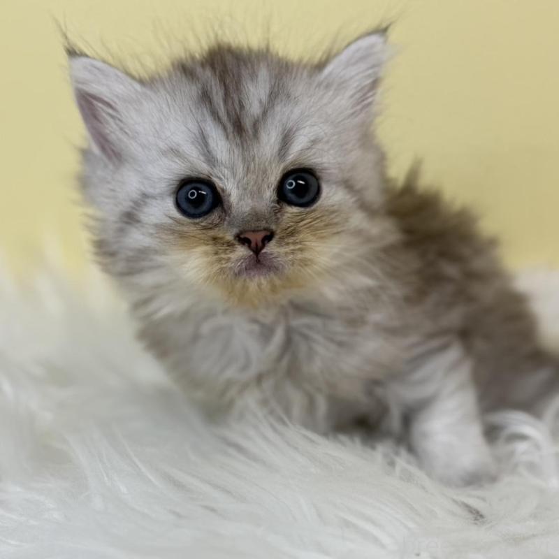 販売中の埼玉県のミヌエット-137209の2枚目