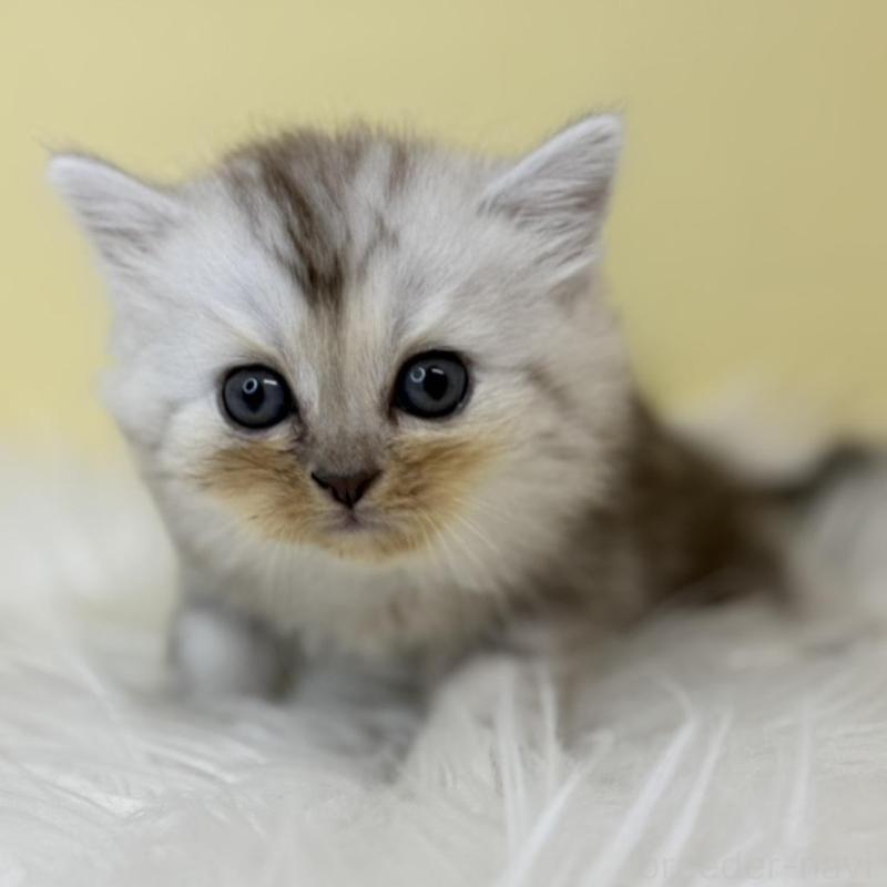 販売中の埼玉県のミヌエット-137210の1枚目