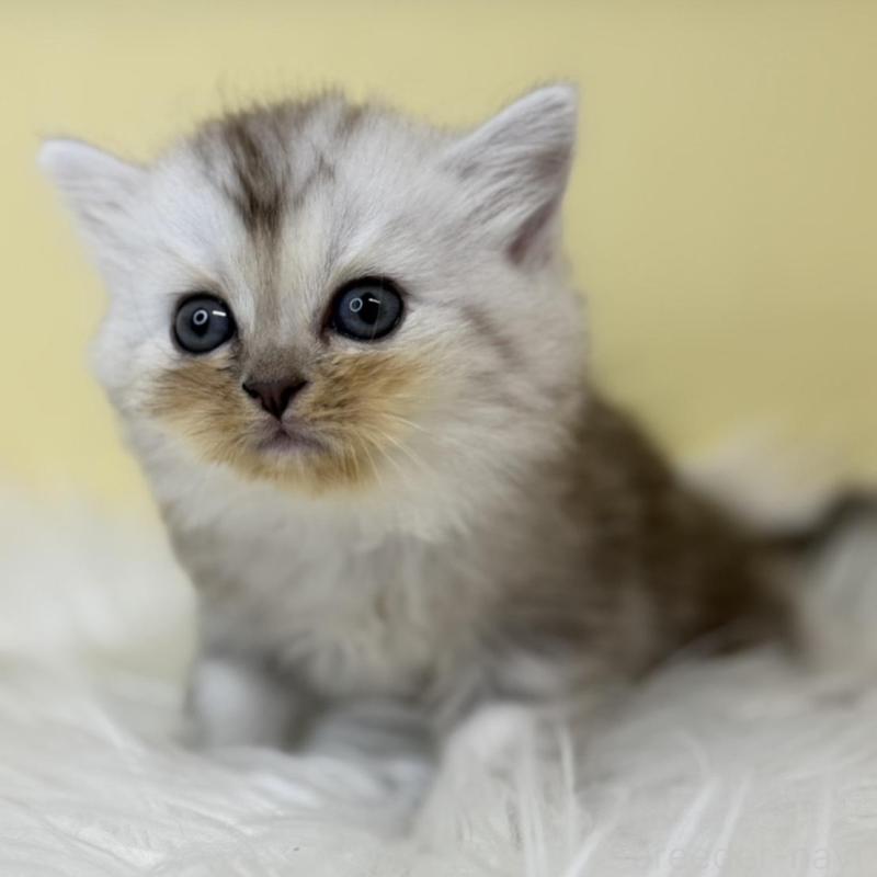 販売中の埼玉県のミヌエット-137210の4枚目