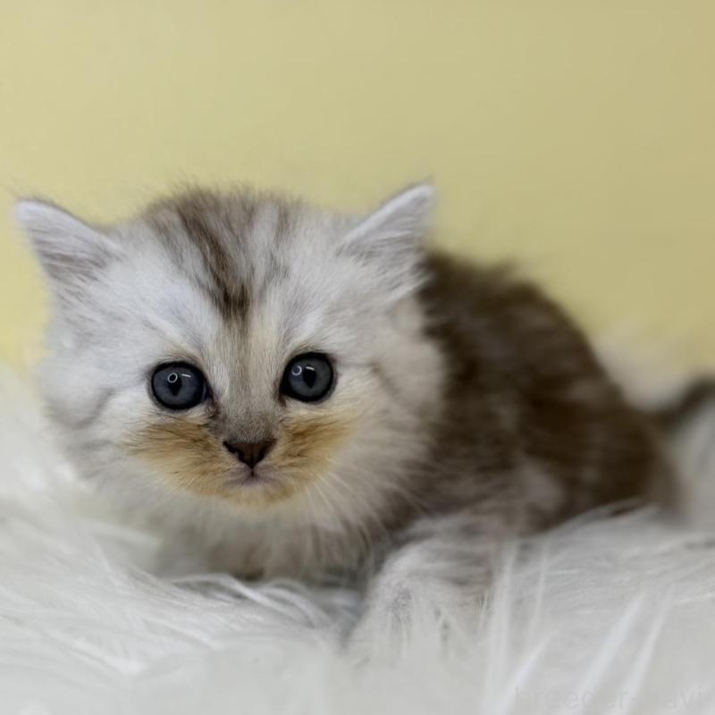 販売中の埼玉県のミヌエット-137210の3枚目