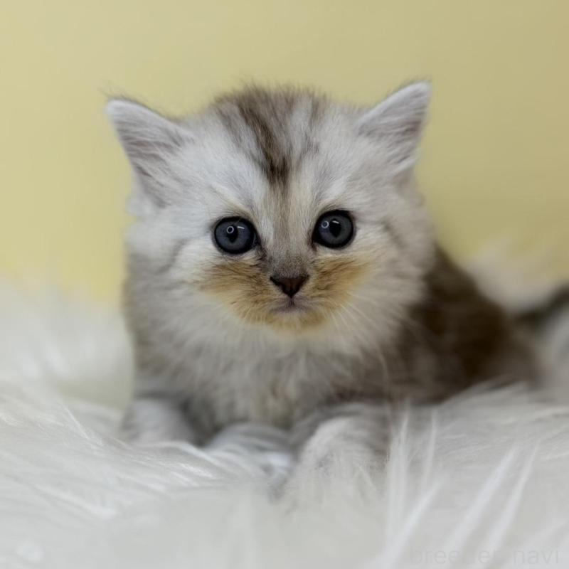 販売中の埼玉県のミヌエット-137210の2枚目