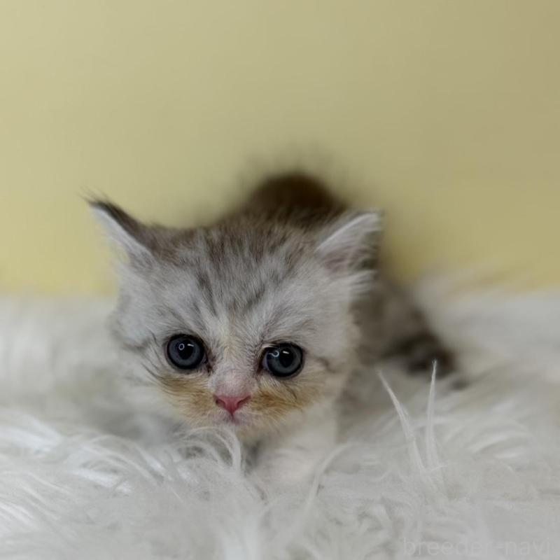 販売中の埼玉県のミヌエット(短足)-137211の1枚目