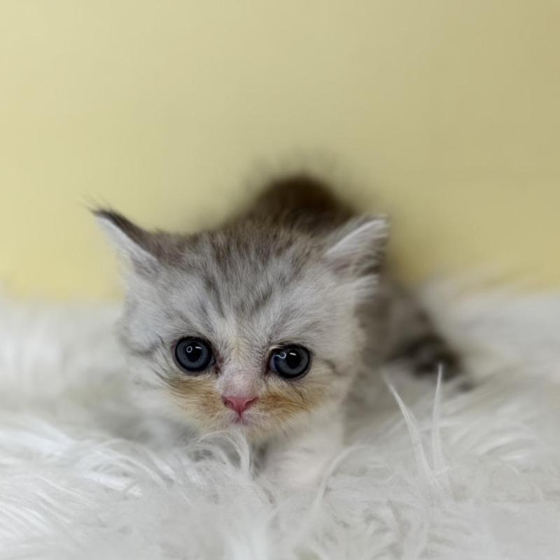 販売中の埼玉県のミヌエット(短足)-137211の4枚目