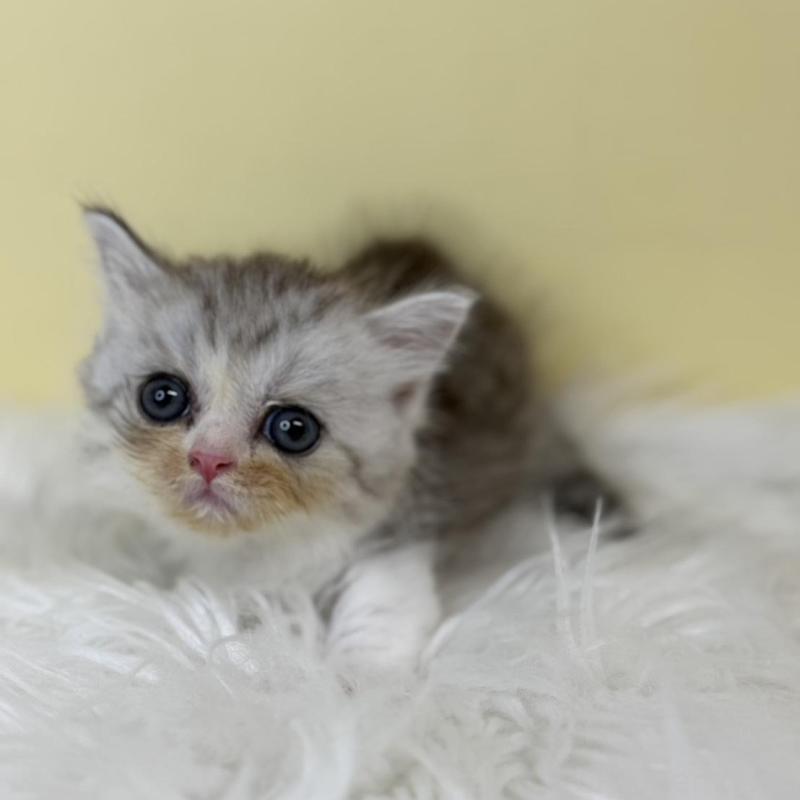 販売中の埼玉県のミヌエット(短足)-137211の3枚目