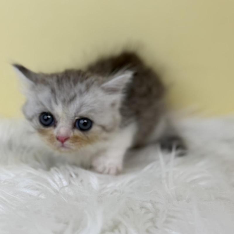 販売中の埼玉県のミヌエット(短足)-137211の2枚目