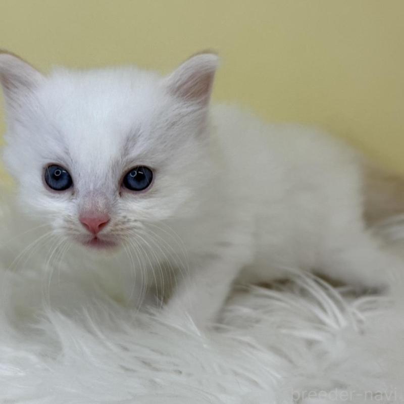 販売中の埼玉県のラグドール-137214の4枚目