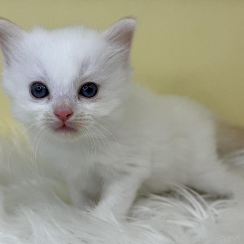 販売中の埼玉県のラグドール-137214の3枚目