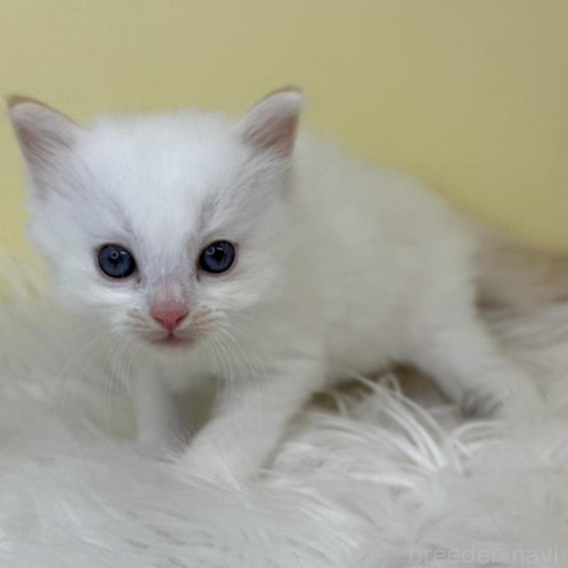 販売中の埼玉県のラグドール-137214の1枚目