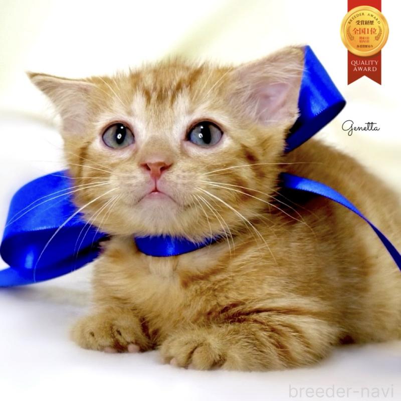 販売中の栃木県のジェネッタ-134947