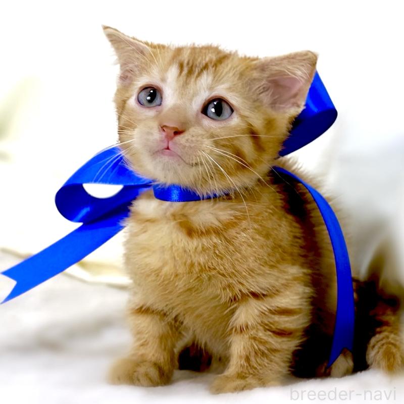 販売中の栃木県のジェネッタ-134947の10枚目