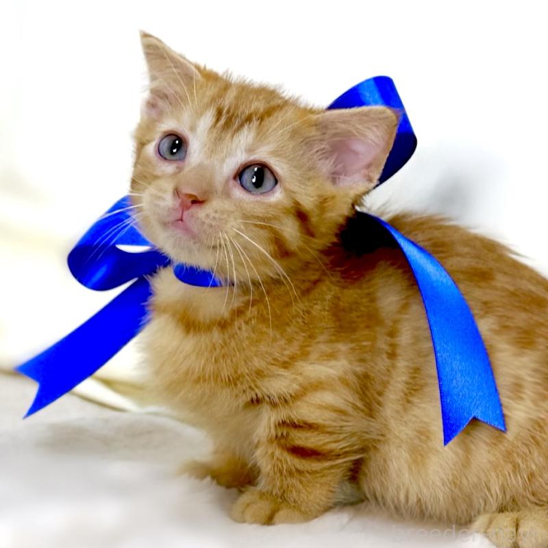 販売中の栃木県のジェネッタ-134947の8枚目