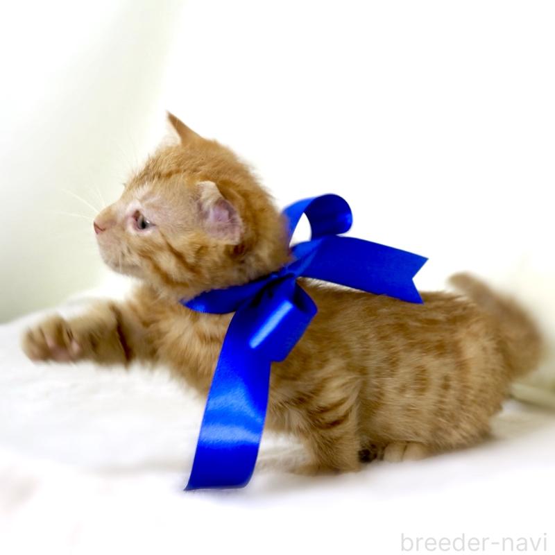 販売中の栃木県のジェネッタ-134947の7枚目