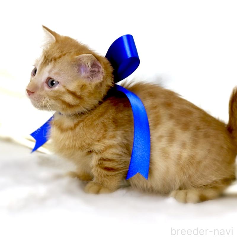 販売中の栃木県のジェネッタ-134947の4枚目