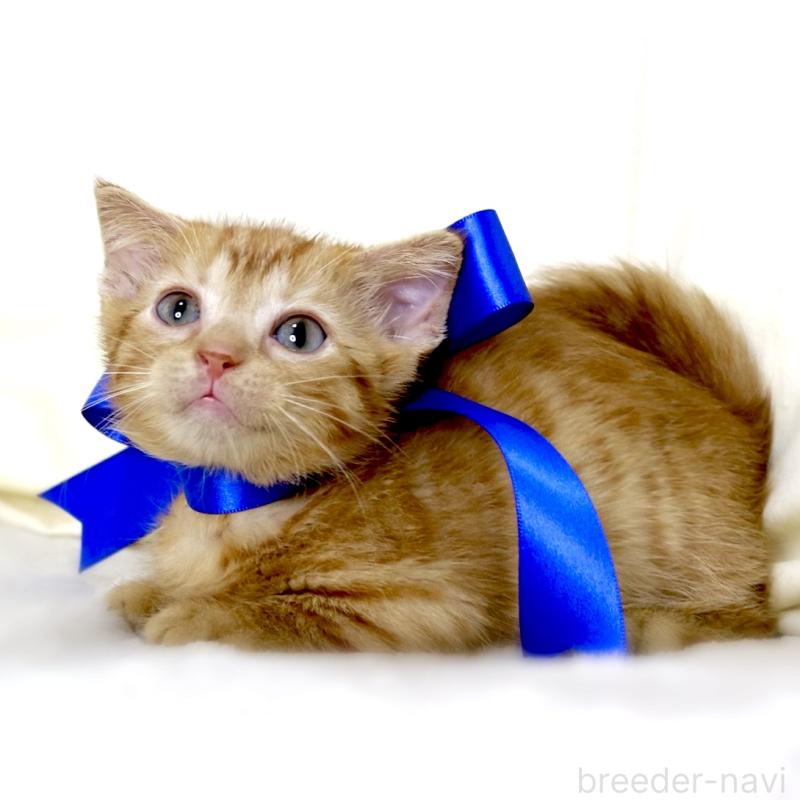 販売中の栃木県のジェネッタ-134947の3枚目