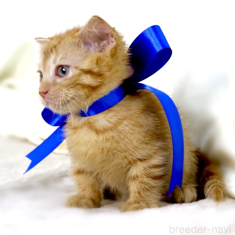 販売中の栃木県のジェネッタ-134947の2枚目