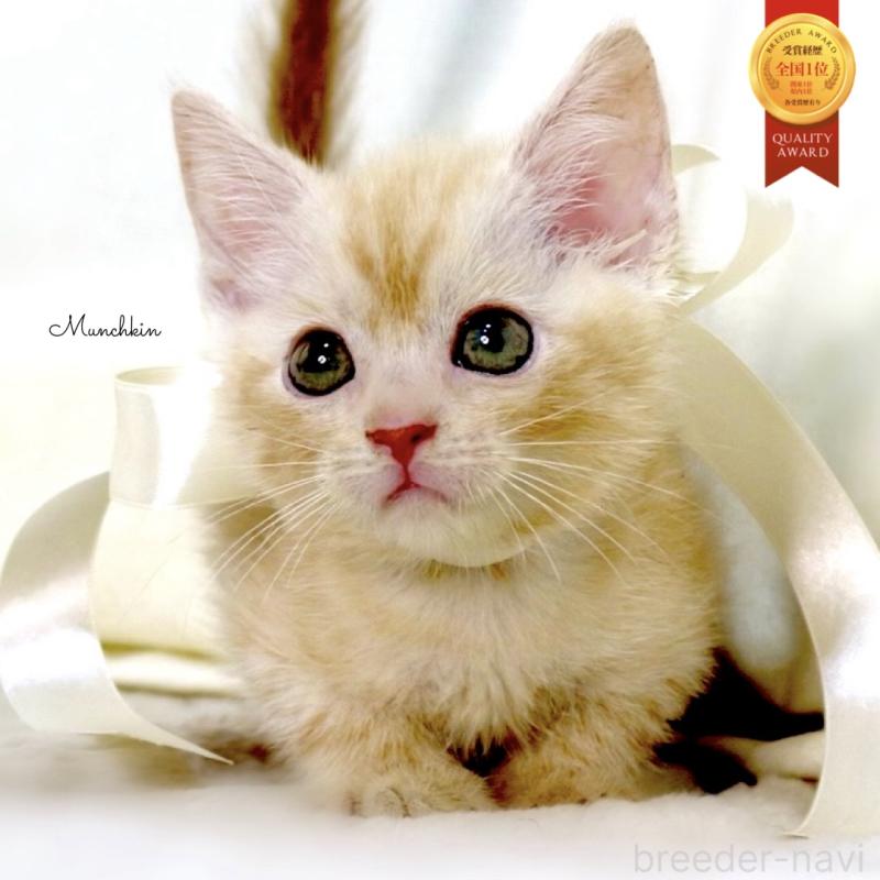 販売中の栃木県のマンチカン-136963