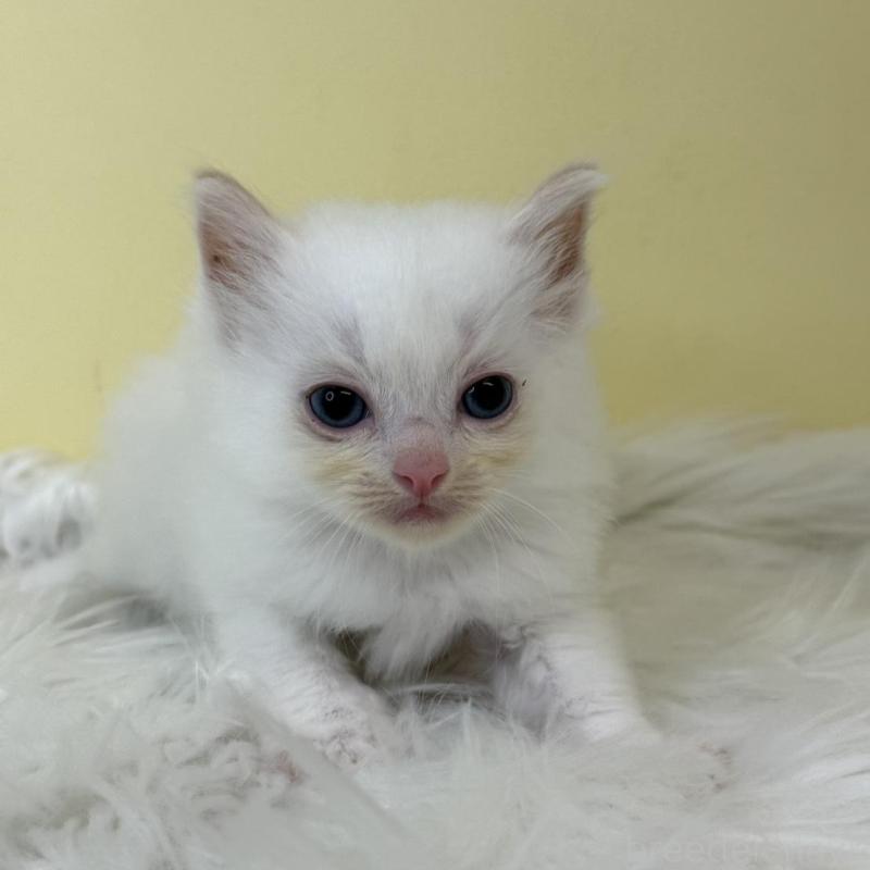 販売中の埼玉県のラグドール-137215の4枚目